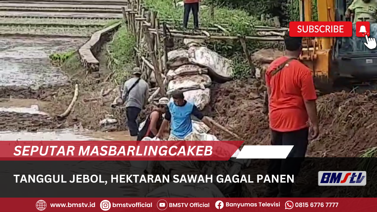 TANGGUL JEBOL, HEKTARAN SAWAH GAGAL PANEN