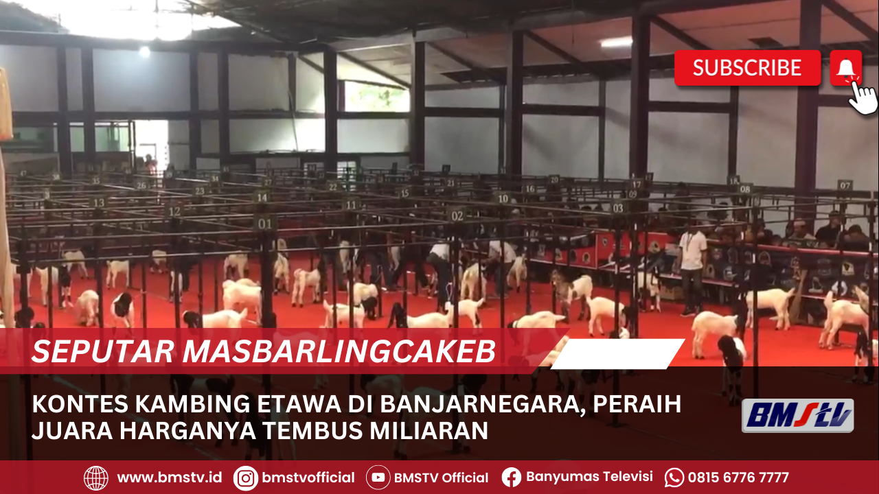 KONTES KAMBING ETAWA DI BANJARNEGARA, PERAIH JUARA HARGANYA TEMBUS MILIARAN